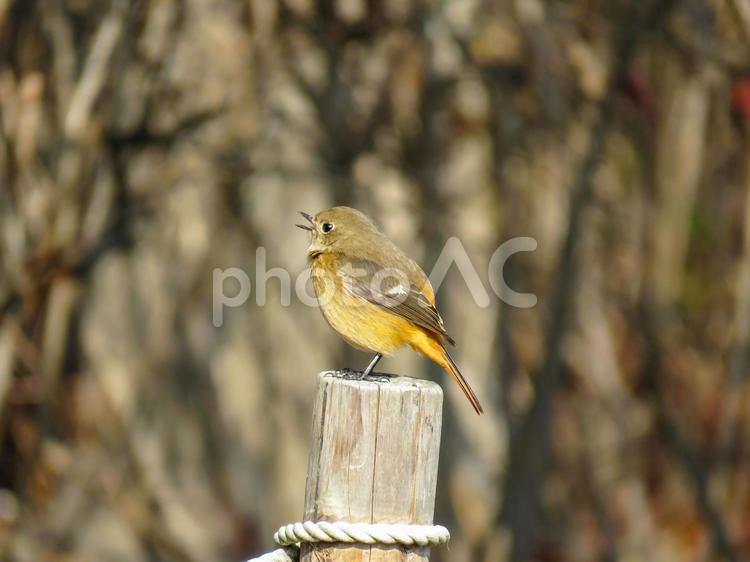 杭の先に留まりさえずるジョウビタキのメス ジョウビタキ,尉鶲,じょうびたきの写真素材