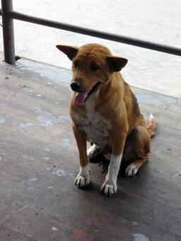 海外の犬たち 海外の犬たちの写真