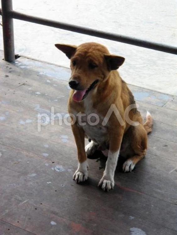 海外の犬たち 犬,ドッグ,海外の犬の写真素材