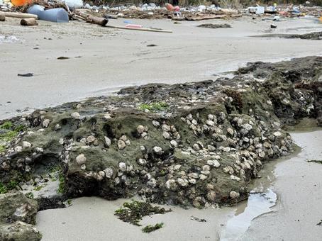 山口県彦島 竹ノ子島の磯辺 山口県彦島 竹ノ子島の磯辺 瀬戸内海,関門海峡,雲の写真素材