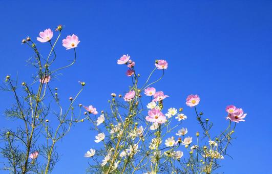 Photo, autumn cherry blossoms, autumn, flower, 