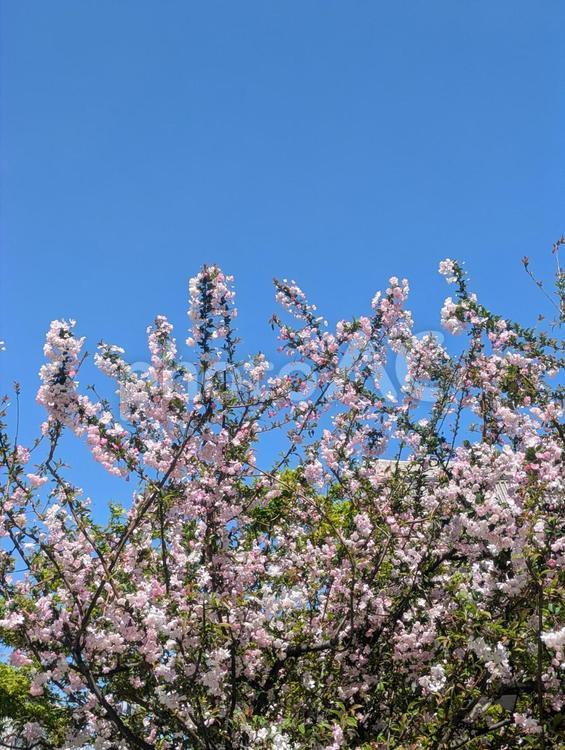 桜青空 桜,春,青空の写真素材