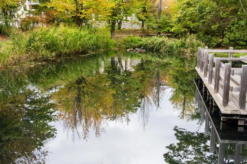 天沼公園の風景⑶ 公園,天沼公園,木々の写真素材