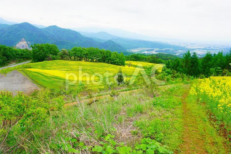 三ノ倉高原の菜の花畑 三ノ倉高原花畑,菜の花,菜の花畑の写真素材