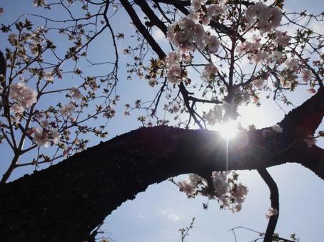 桜咲く 桜咲くの写真