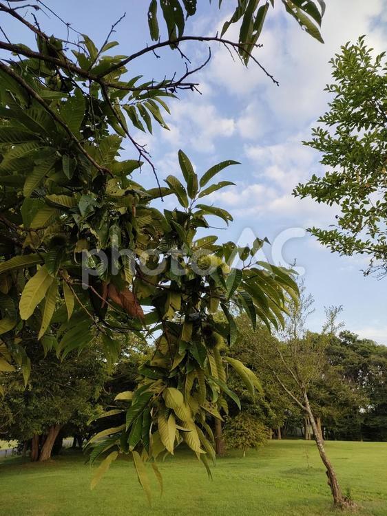 栗の木 栗,栗の木,風景の写真素材
