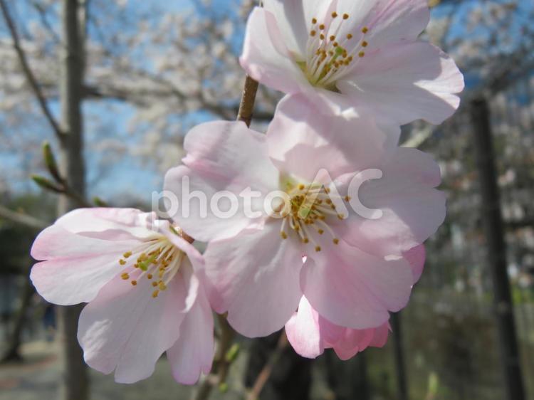 ３月下旬・うっすらピンク色の桜の花 花,サクラ,桜の花の写真素材