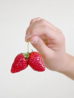 仲良し苺 イチゴ,いちご狩り,果物狩りの写真素材