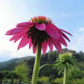 エキナセア エキナセア エキナセア,花,花びらの写真素材