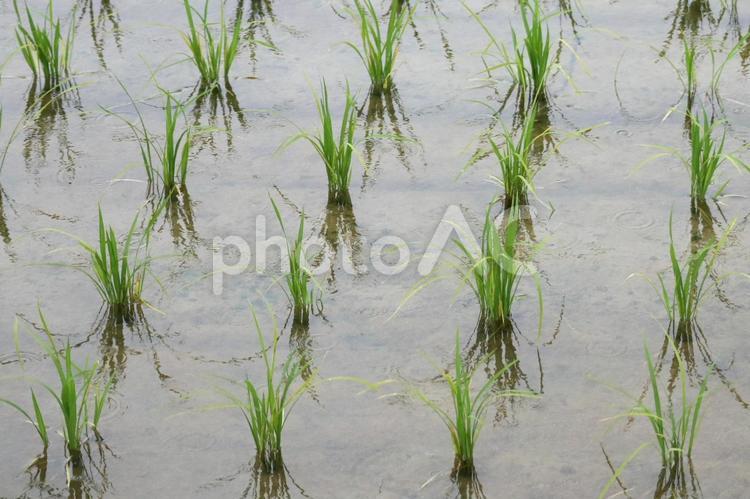 田植えが終わった田んぼ 田んぼ,田,たんぼの写真素材