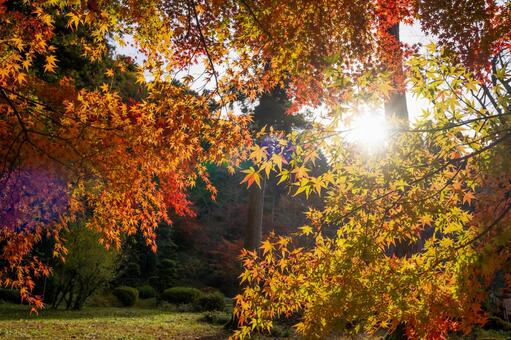 紅葉 紅葉,秋,もみじの写真素材