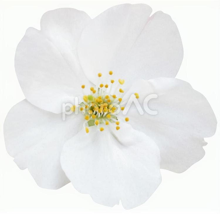 切り抜き素材　桜89 桜,春,花びらの写真素材
