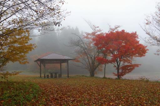 秋の公園 秋,木,紅葉の写真素材
