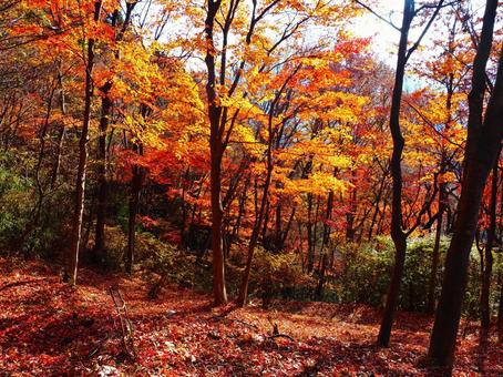 紅葉（嵩山） 紅葉,もみじ,秋の写真素材