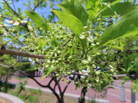 若葉と可憐なマユミの花 若葉と可憐なマユミの花の写真