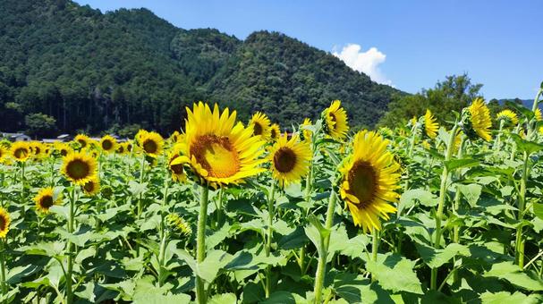 夏を抱きしめる花畑 ひまわり,洲原ひまわりの里,黄金色の花畑の写真素材