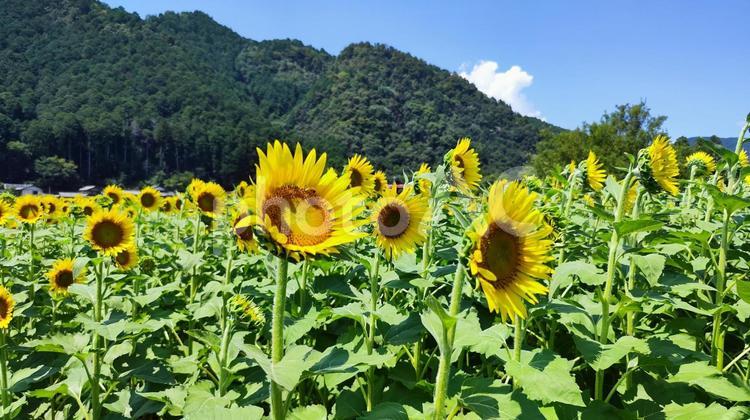 夏を抱きしめる花畑 ひまわり,洲原ひまわりの里,黄金色の花畑の写真素材