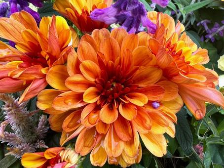 秋色の花 マム,キク,花の写真素材