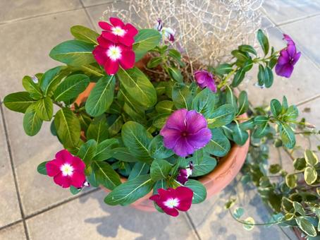 鉢植えのニチニチソウと鮮やかな花々 鉢植えのニチニチソウと鮮やかな花々 ニチニチソウ,花,鉢植えの写真素材