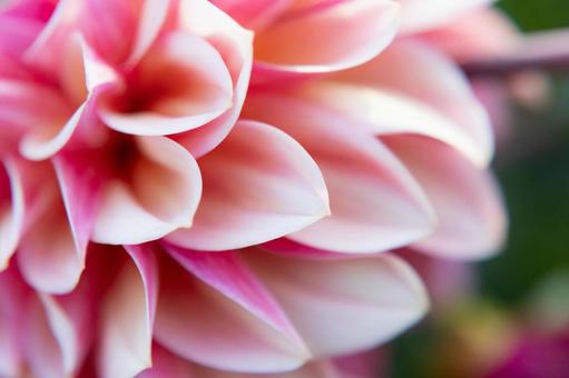華やかで美しいピンクのダリアの花 華やかで美しいピンクのダリアの花の写真