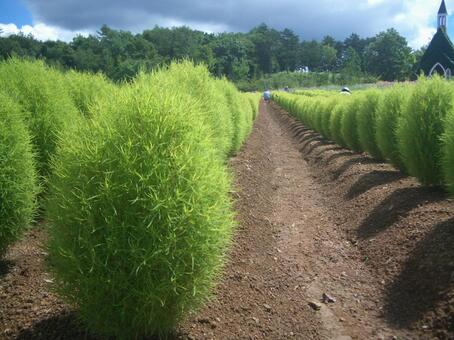 緑のコキア コキア,畑,緑の写真素材
