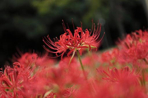 Red spider lily, JPG Red spider lily, JPG