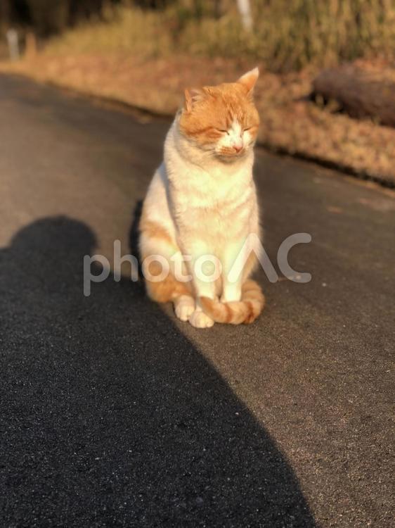 まったりくつろぐ猫です。 ねこ,ネコ,寝るの写真素材