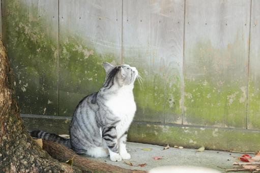 サバシロ猫 猫,野良猫,サバシロの写真素材