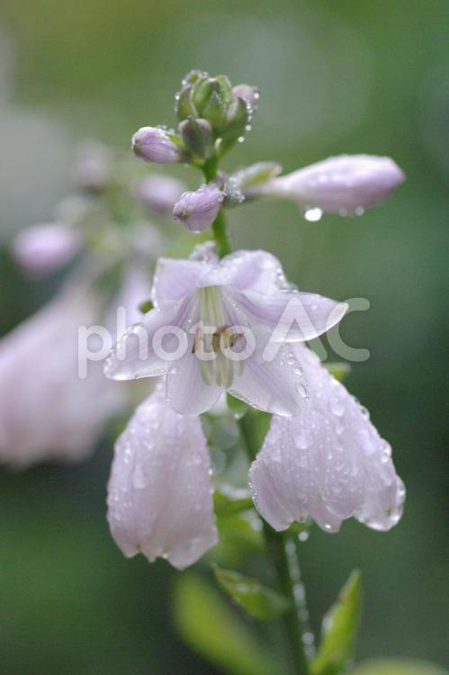 雨に濡れたギボウシ ギボウシ,自然,植物の写真素材