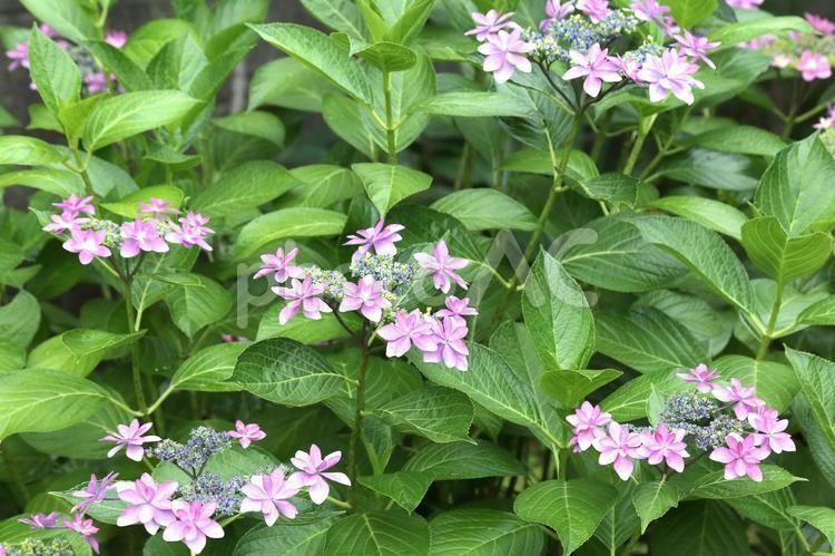 ガクアジサイ 植物,花,紫陽花の写真素材