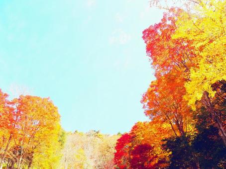 秋空 秋空の写真