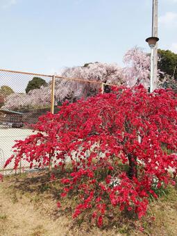 花 花の写真