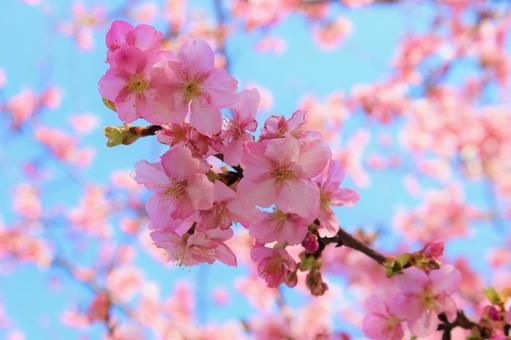 Sakura and blue sky 044, cherry tree, cherry blossoms, sakura, JPG