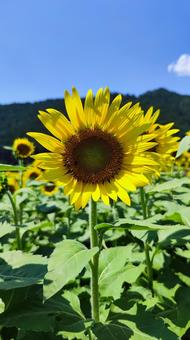 夏を抱きしめる花畑 夏を抱きしめる花畑 ひまわり,洲原ひまわりの里,黄金色の花畑の写真素材