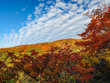紅葉の栗駒山(須川岳) 紅葉の栗駒山(須川岳)の写真