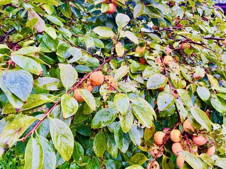 たわわな柿の木の枝 柿，秋，木，枝，果物,季節の,健康の写真素材