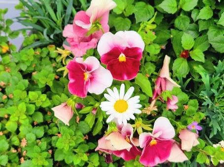 パンジー花壇 赤 白 ミックス パンジー花壇 赤 白 ミックス パンジー,花壇,赤の写真素材