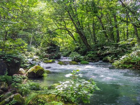 【青森県】十和田市・奥入瀬渓流 【青森県】十和田市・奥入瀬渓流の写真