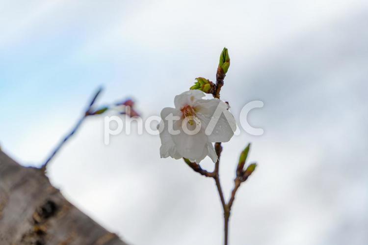 青空の下で咲く桜の一輪 桜,花,花びらの写真素材
