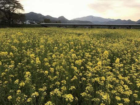 夕方の菜の花 夕方の菜の花の写真