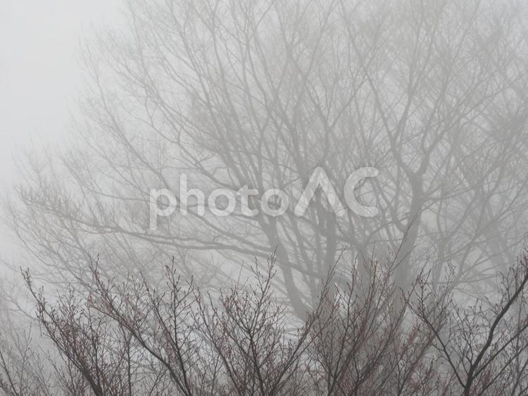 霧に包まれる冬の木々 霧,木,靄の写真素材