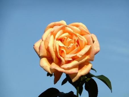 青空に映える淡いオレンジ色のバラ バラ,花,植物の写真素材