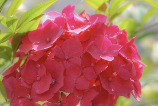朝陽と紫陽花 朝陽と紫陽花の写真