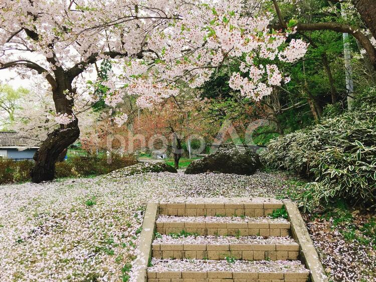 桜と石段 花,庭園,木の写真素材