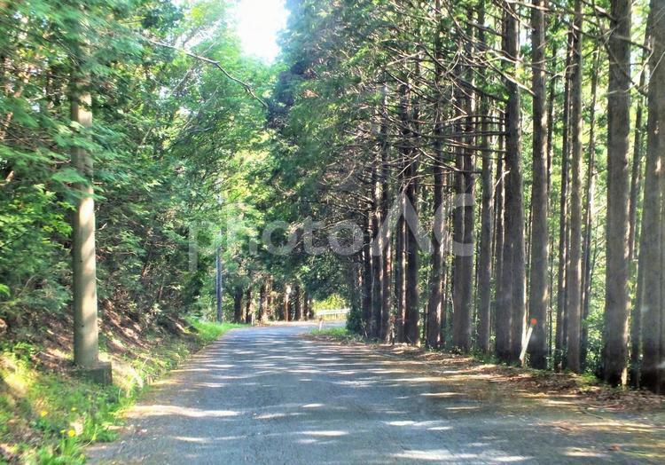 木漏れ日の山道 木漏れ日,光,日陰の写真素材