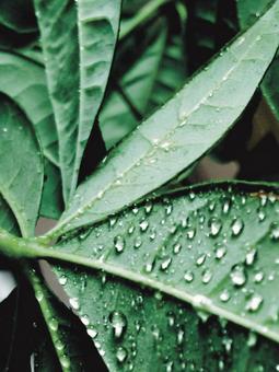 Photo, pakira, drop, water droplets, 