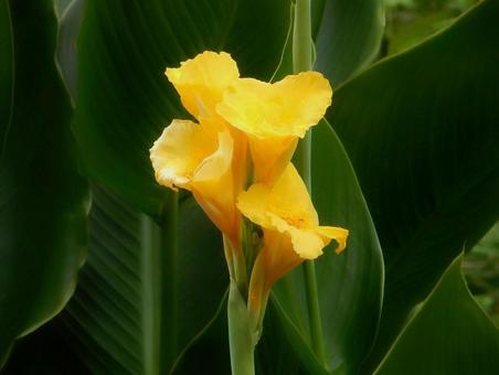 【花の写真】カンナ(美人蕉) 【花の写真】カンナ(美人蕉) カンナ,植物,自然の写真素材