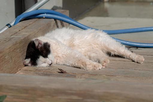 太陽の下で熟睡中の猫 太陽の下で熟睡中の猫 猫,ねこ,ネコの写真素材