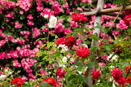 Early Summer Rose ⒁, JPG