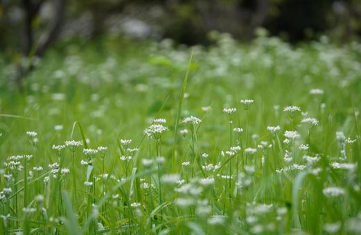 ニラの花畑 ニラ,花畑,花の写真素材